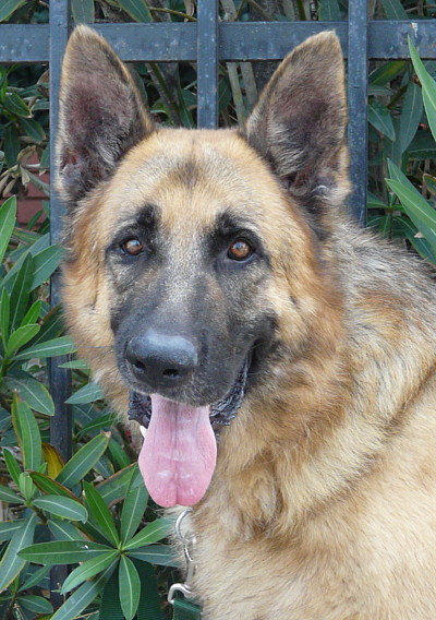 teddy bear german shepherd